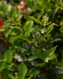 Curly Leaf Ligustrum with glossy green leaves and small flower clusters