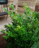 Curly Leaf Ligustrum with dense glossy foliage beside ornamental grass in a landscaped setting
