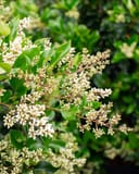 Curly Leaf Ligustrum with glossy green leaves and abundant clusters of small white flowers