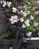 Dakota Burgundy Penstemon with pale pink flowers and dark burgundy foliage in a nursery container
