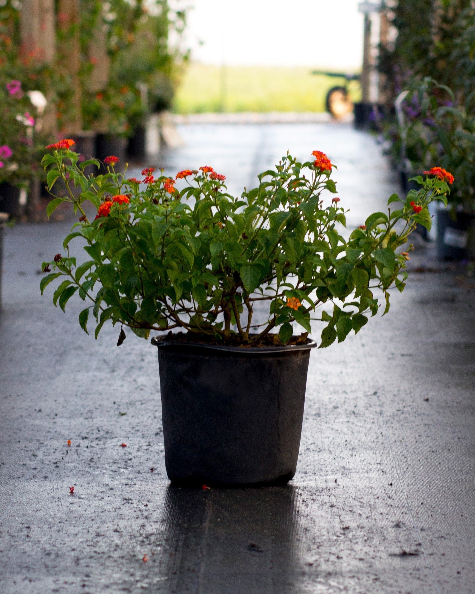 Dallas Red Lantana orange red flowers Dallas Red Lantana with orange-red flower clusters in a black nursery container