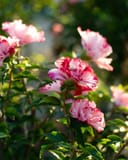 Danica Althea with ruffled pink and white flowers and glossy green foliage