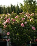 Danica Althea Tree Form with pink flowers and glossy green foliage in a nursery container