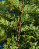 Dawn Redwood with bright green feathery foliage and reddish brown bark