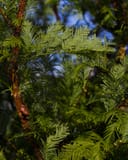 Dawn Redwood with soft green feathery foliage and reddish-brown bark against a blue sky