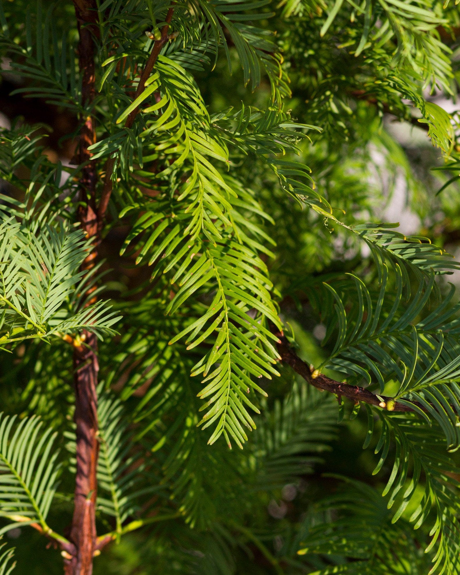 Dawn Redwood feathery green foliage Dawn Redwood with soft green feathery foliage and reddish brown branches