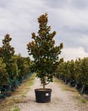DD Blanchard Magnolia in a container along a nursery row with glossy green foliage