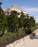 DD Blanchard Magnolia trees with glossy foliage planted along a stone-edged residential landscape
