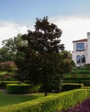 DD Blanchard Magnolia Tree Form with dense dark green foliage in a formal landscaped yard