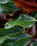 DD Blanchard Magnolia Tree Form with glossy green leaves and reddish brown undersides covered in water droplets