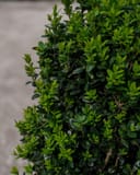 Dee Runk Boxwood with dense glossy green foliage and an upright columnar form