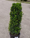 Dee Runk Boxwood in a tall narrow form growing in a nursery container