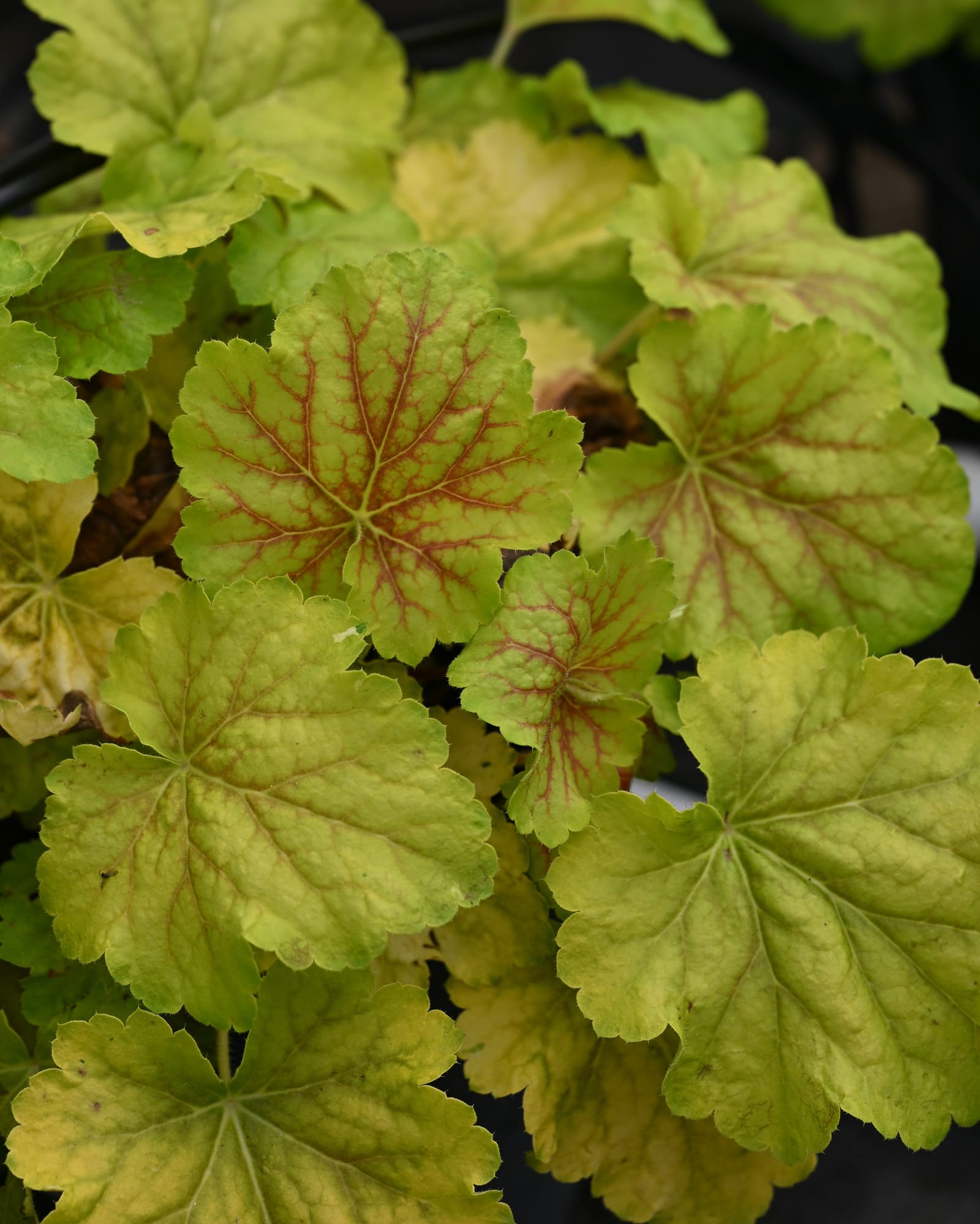 Delta Dawn Heuchera lime green leaves Delta Dawn Heuchera with lime green leaves and red veining