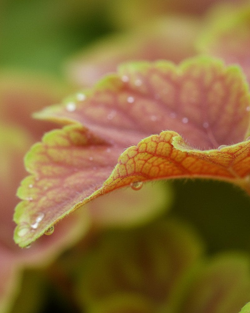 Delta Dawn Heuchera ruffled foliage Delta Dawn Heuchera with ruffled pink, orange and chartreuse foliage with water droplets