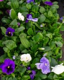 Delta Pro Cool Waters Mix Pansy with purple, white and lavender blooms among green foliage