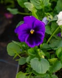 Delta Pro Cool Waters Mix Pansy with a vivid purple flower and yellow center among green leaves