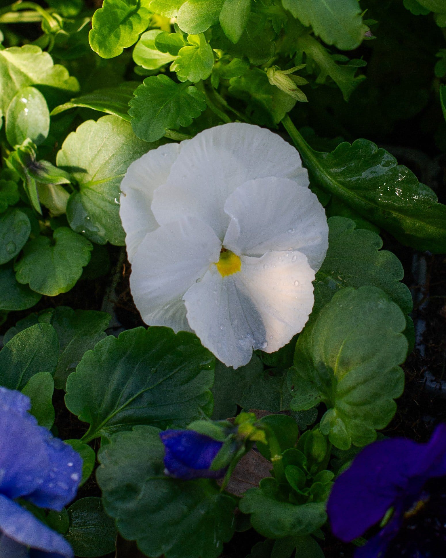 Delta Pro Cool Waters Mix Pansy - view 2