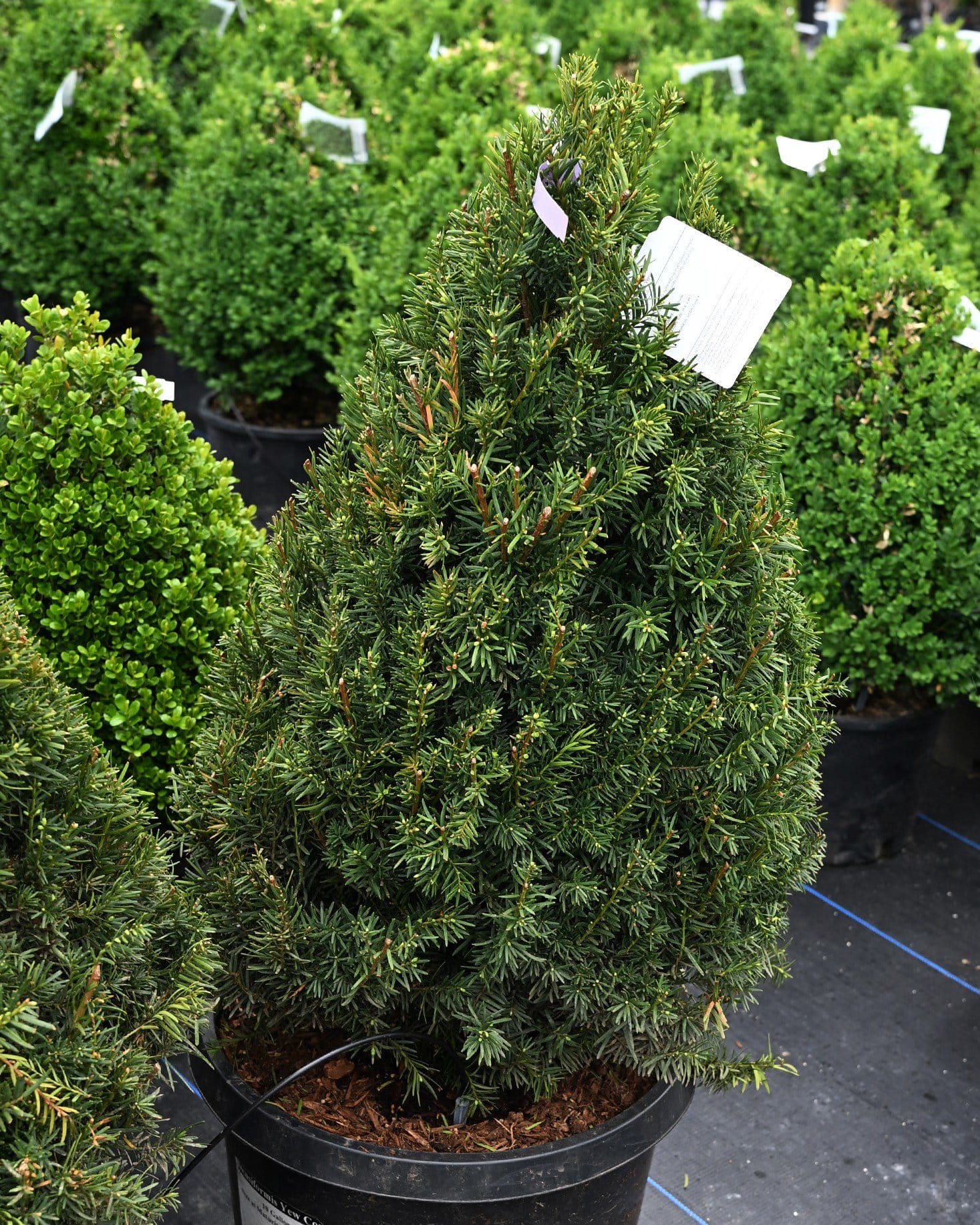 Densiformis Yew Cone container foliage Densiformis Yew Cone with dense dark green needle-like foliage in a nursery container