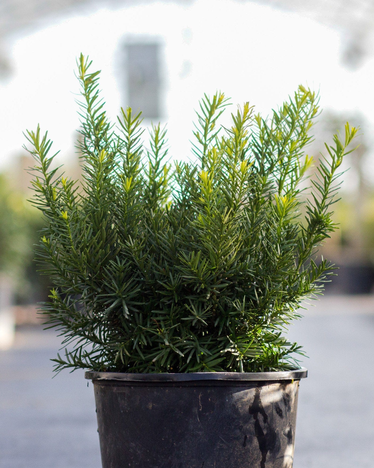 Densiformis Yew - view 2
