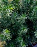 Densiformis Yew with dense dark green needle-like foliage and lighter new growth