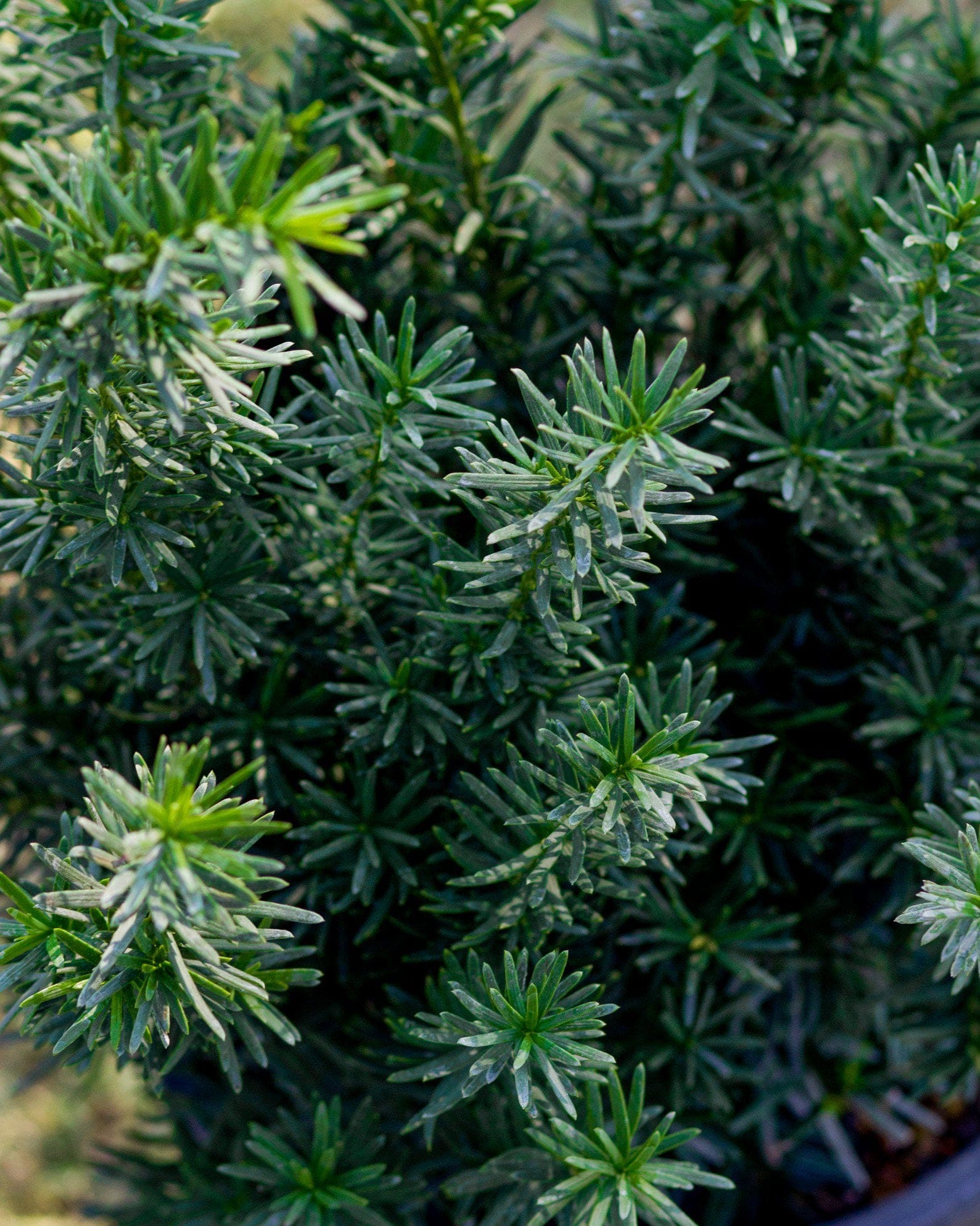 Densiformis Yew - view 4