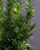 Densiformis Yew with dense dark green needle-like foliage in a container