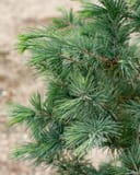 Deodar Cedar Patti Faye with dense blue-green needle clusters on branching stems