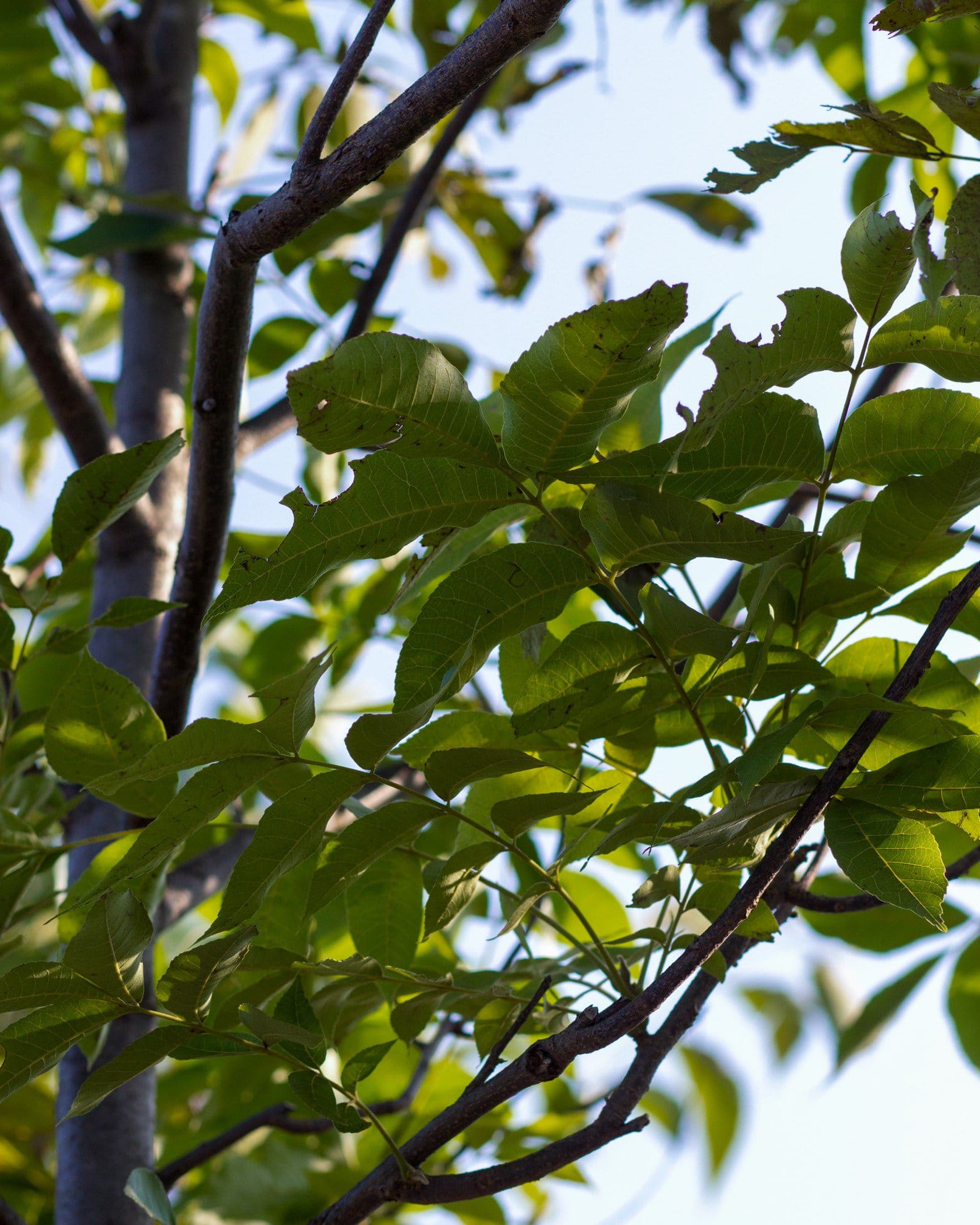 Desirable Pecan - view 5
