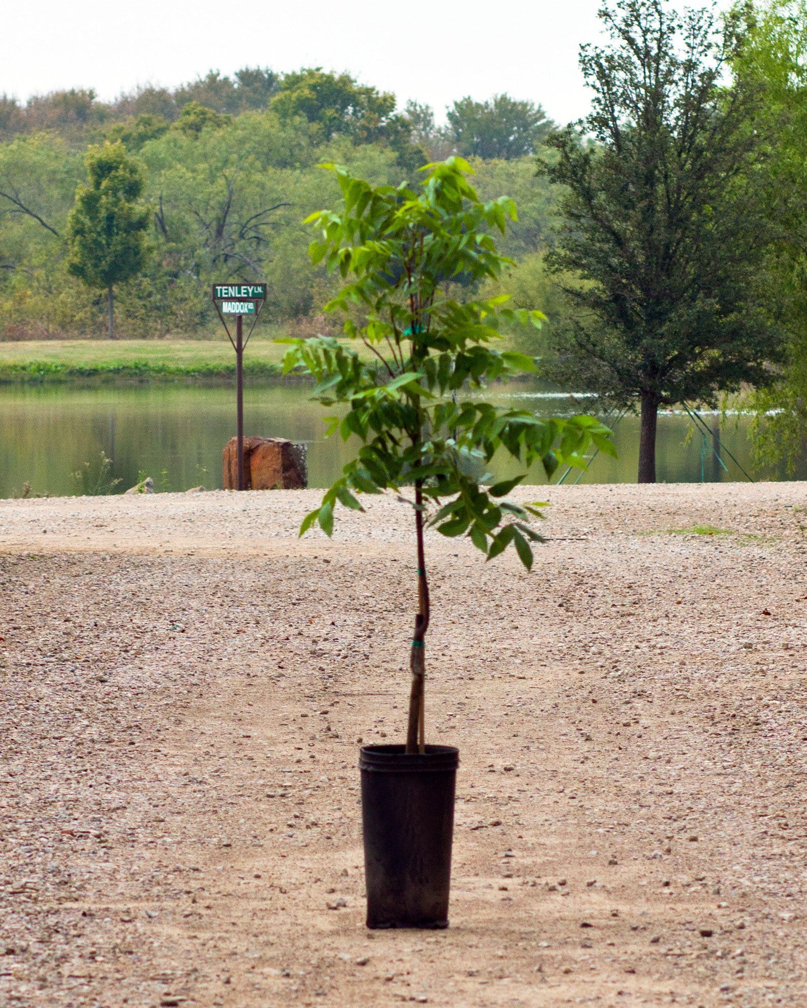 Desirable Pecan - view 2