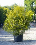 Don's Dwarf Wax Myrtle with dense green foliage in a black nursery container