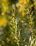 Don's Dwarf Wax Myrtle with slender upright stems and narrow green leaves