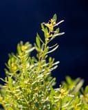 Don's Dwarf Wax Myrtle with narrow green leaves and small yellow flowers against a dark background