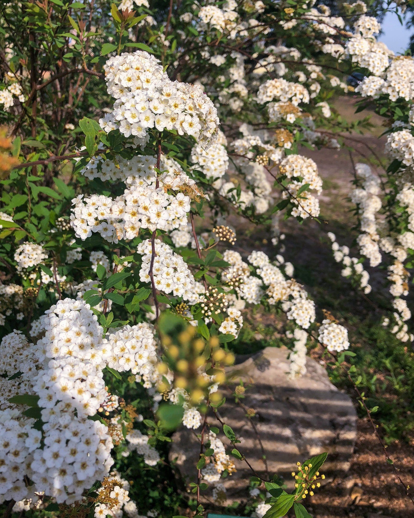 Double Bridal Wreath Spirea - view 2
