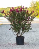 Double Feature Crape Myrtle with magenta flowers in a nursery container