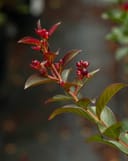 Double Feature Crape Myrtle branch with burgundy foliage and clusters of red flower buds