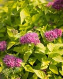 Double Play Candy Corn Spirea with bright lime foliage and clusters of pink flowers