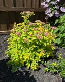 Double Play Candy Corn Spirea with bright yellow foliage and clusters of pink flowers in a mulched garden bed