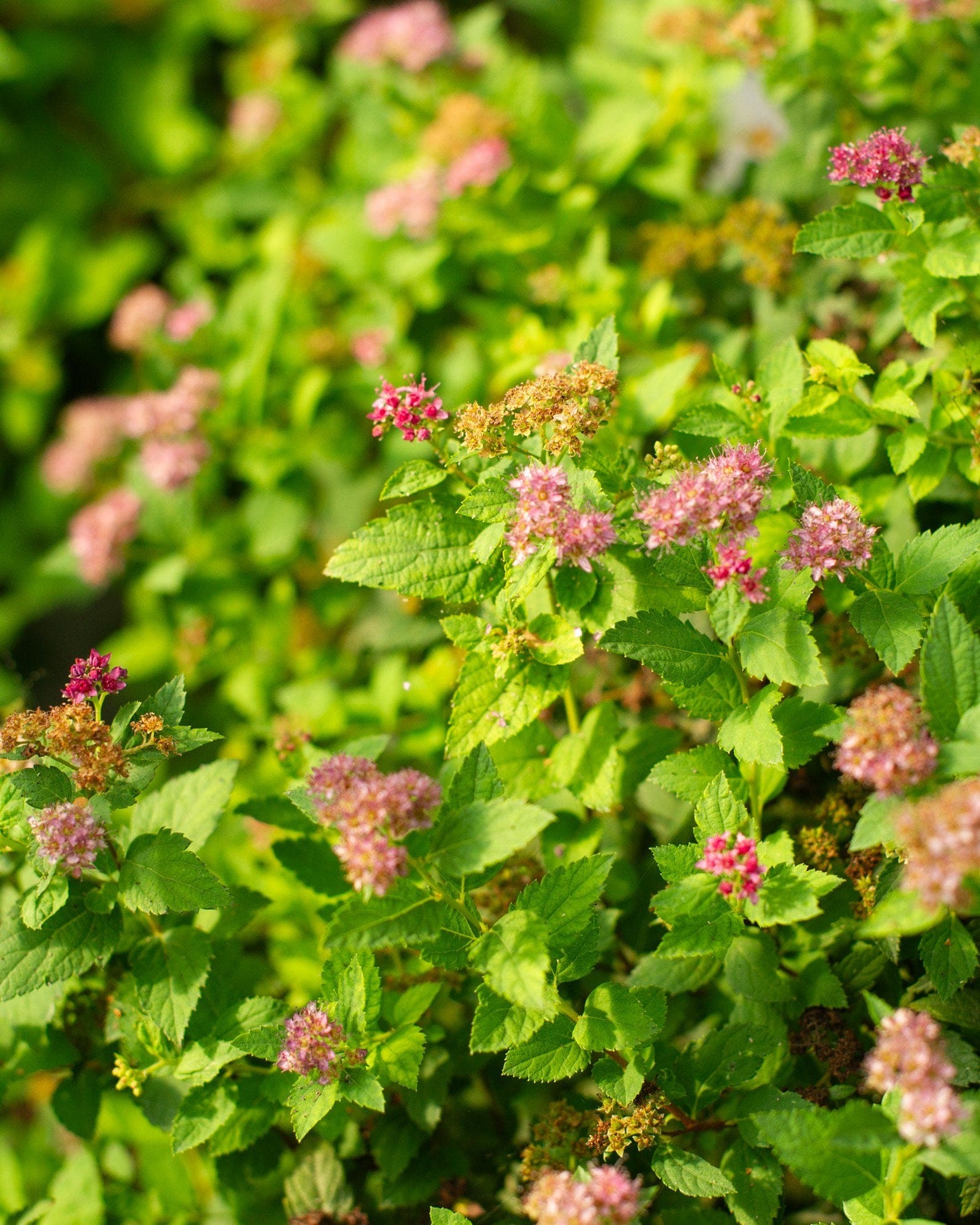 Double Play Gold Spirea - view 2