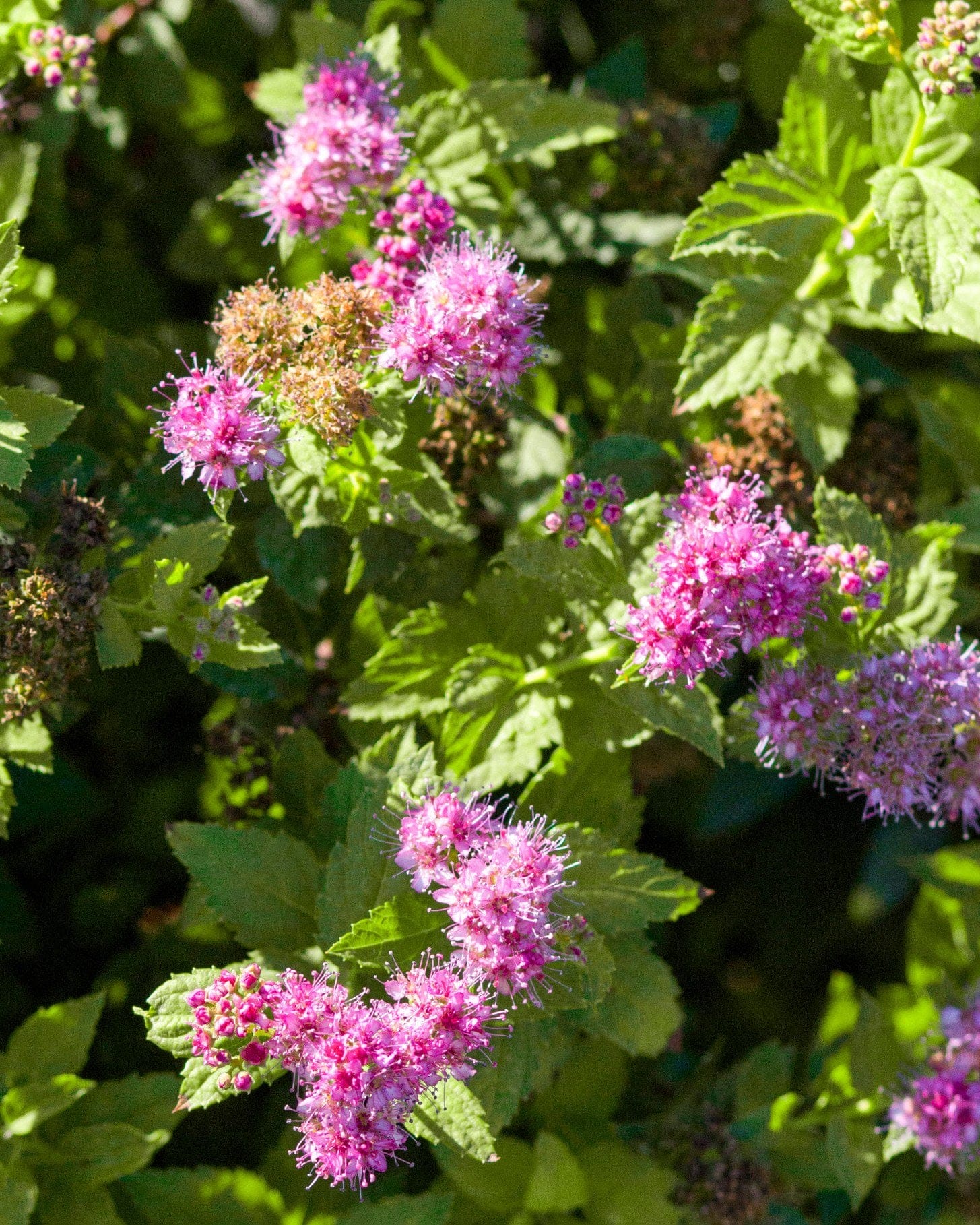 Double Play Gold Spirea - view 5