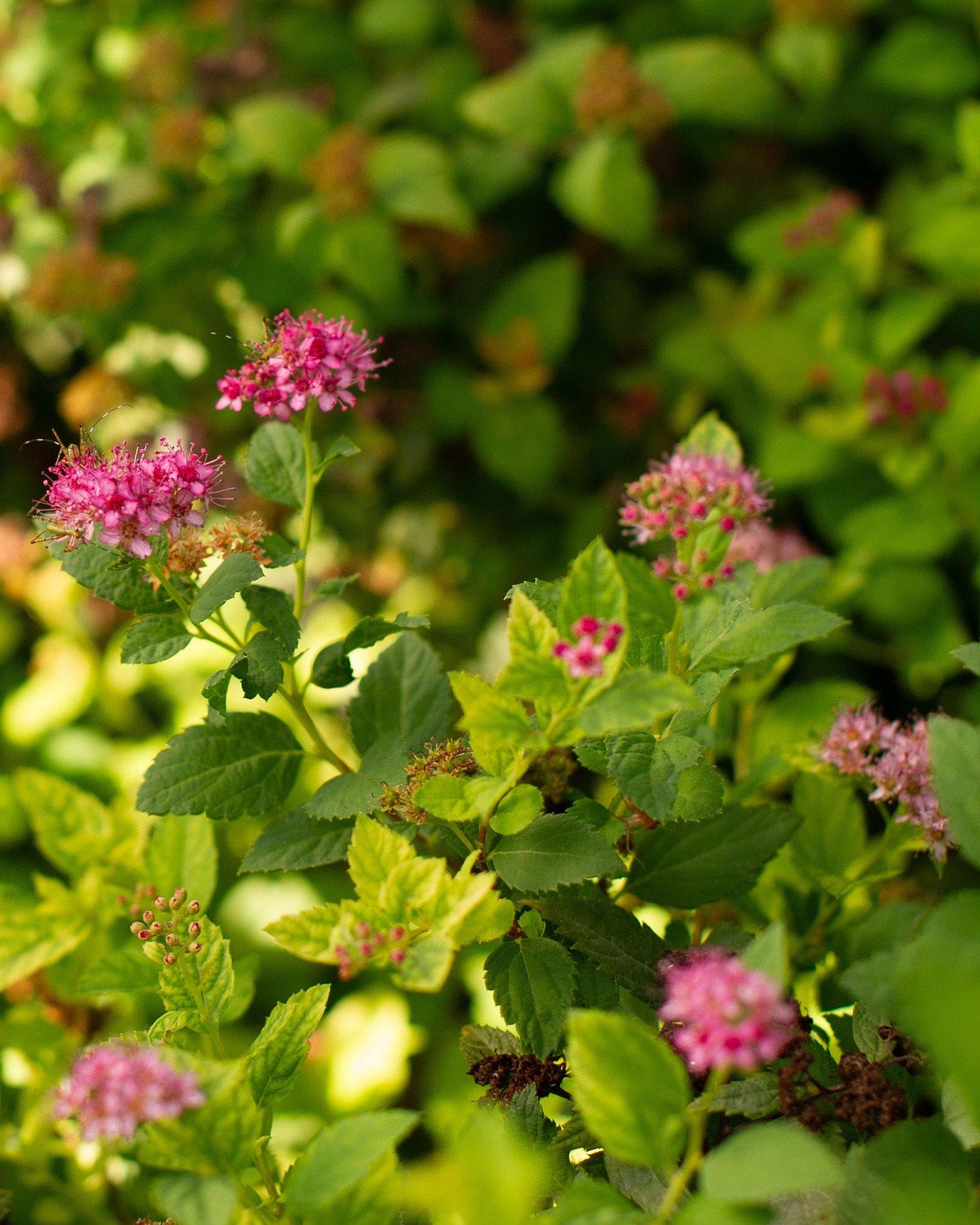 Double Play Gold Spirea - view 4
