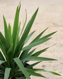Dragon Slayer Yucca with upright, narrow green leaves in a nursery container