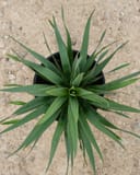 Dragon Slayer Yucca with narrow green leaves arranged in a spiky rosette in a nursery container