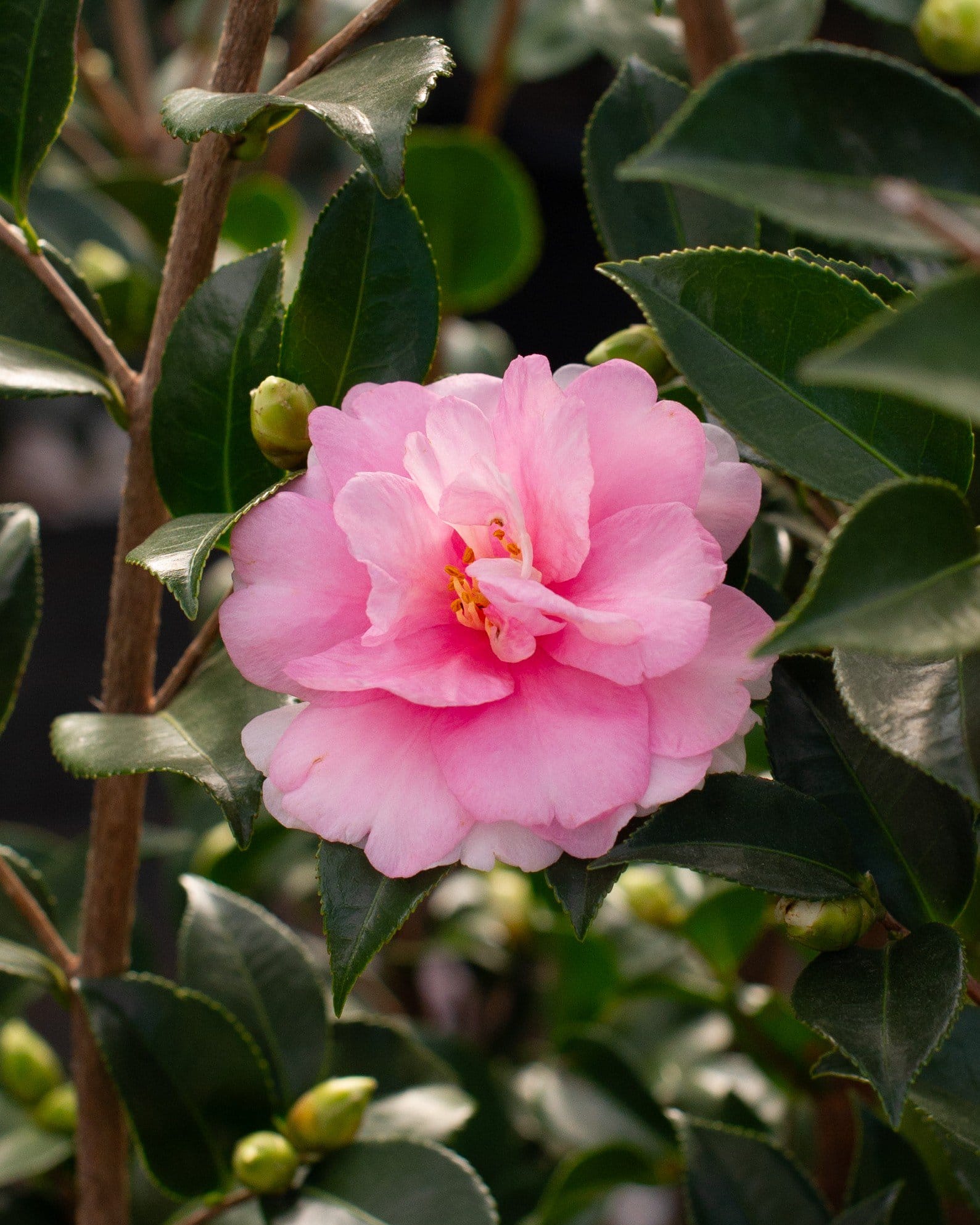 Dream Weaver Camellia