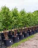 Dura Heat River Birch trees with slender trunks and green foliage in rows of nursery containers