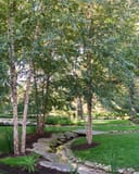 Dura Heat River Birch trees with pale peeling bark beside a landscaped stone stream