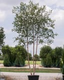Dura Heat River Birch with slender trunks and airy green foliage in a nursery container