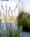Dwarf Hameln Fountain Grass with slender green blades and feathery pinkish seed heads in a container