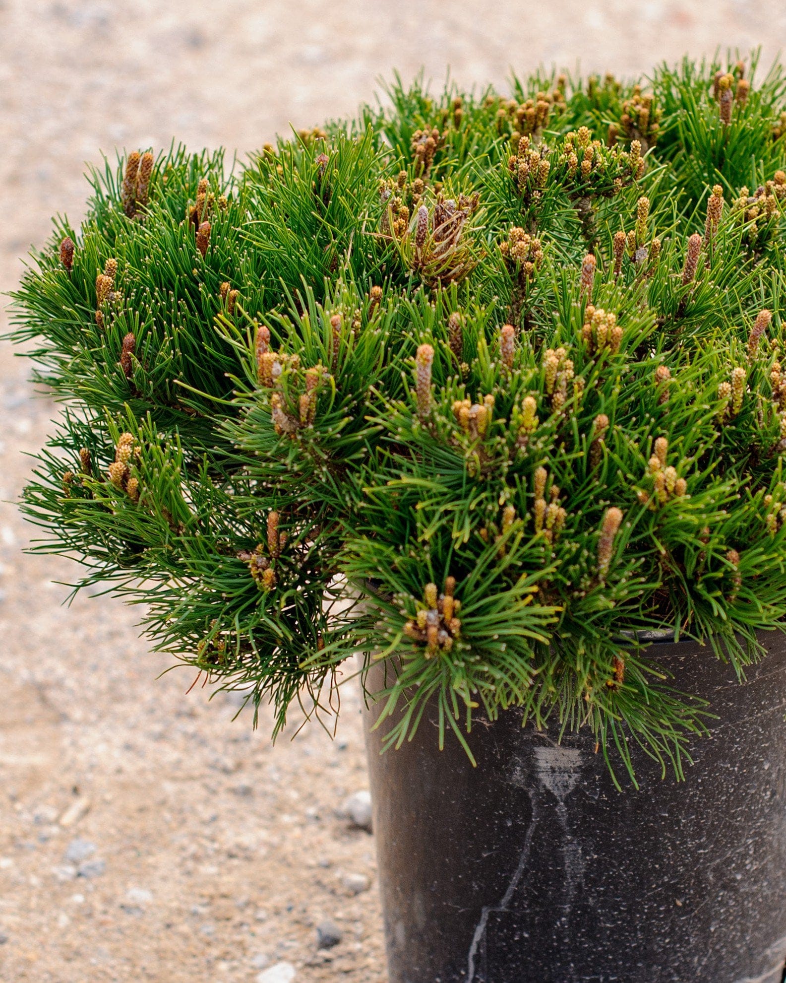 Dwarf Mugo Pine - view 2
