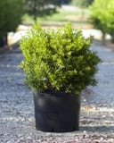 Dwarf Wax Myrtle with dense bright green foliage in a black nursery container