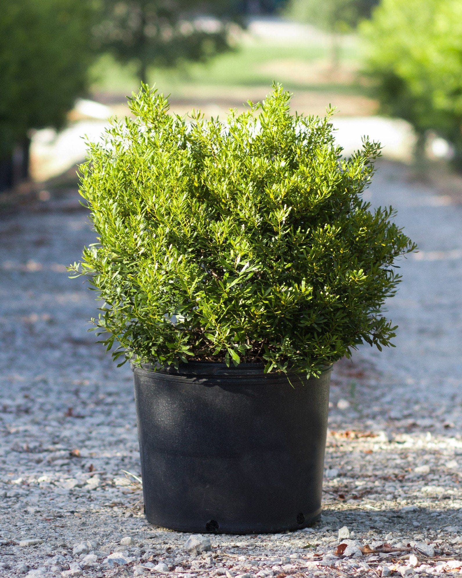 Dwarf Wax Myrtle dense green foliage Dwarf Wax Myrtle with dense bright green foliage in a black nursery container